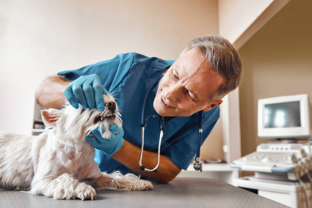 Best Emergency Dental Care for Sports Injuries in Elk Rapids, MI